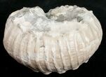 D Ammonite (Liparoceras) - Gloucestershire, UK #10708-2